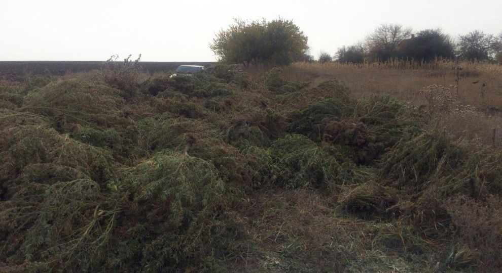 На Запоріжжі накрили наркоплантацію із розтяжками за периметром, а у власника вилучили арсенал зброї