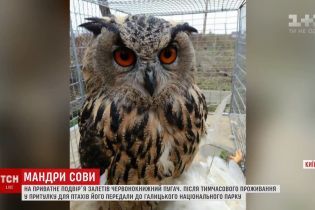 Пригоди червонокнижної сови: знайденого під Києвом пугача прихистили в Галичині