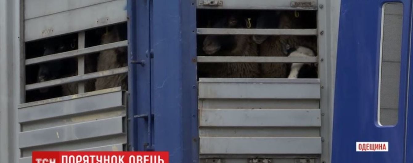 Ветеринари прогнозують нові смерті овець із "фури смерті"