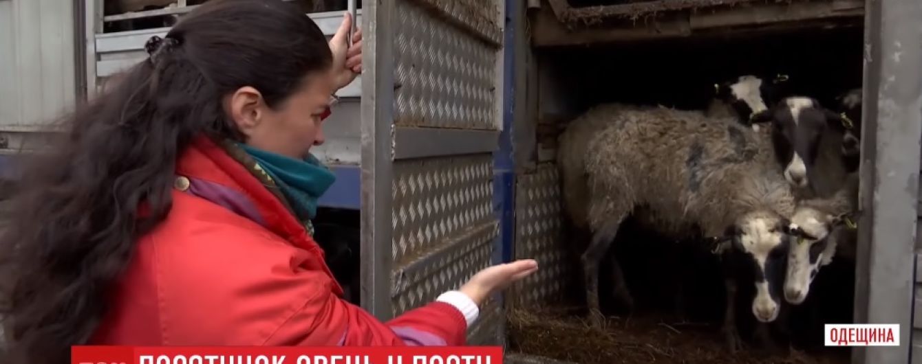 Овечья "фура смерти" прибыла из Одесской области в Винницкую