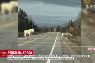 У Канаді мандрівники натрапили на пару рідкісних білих лосів