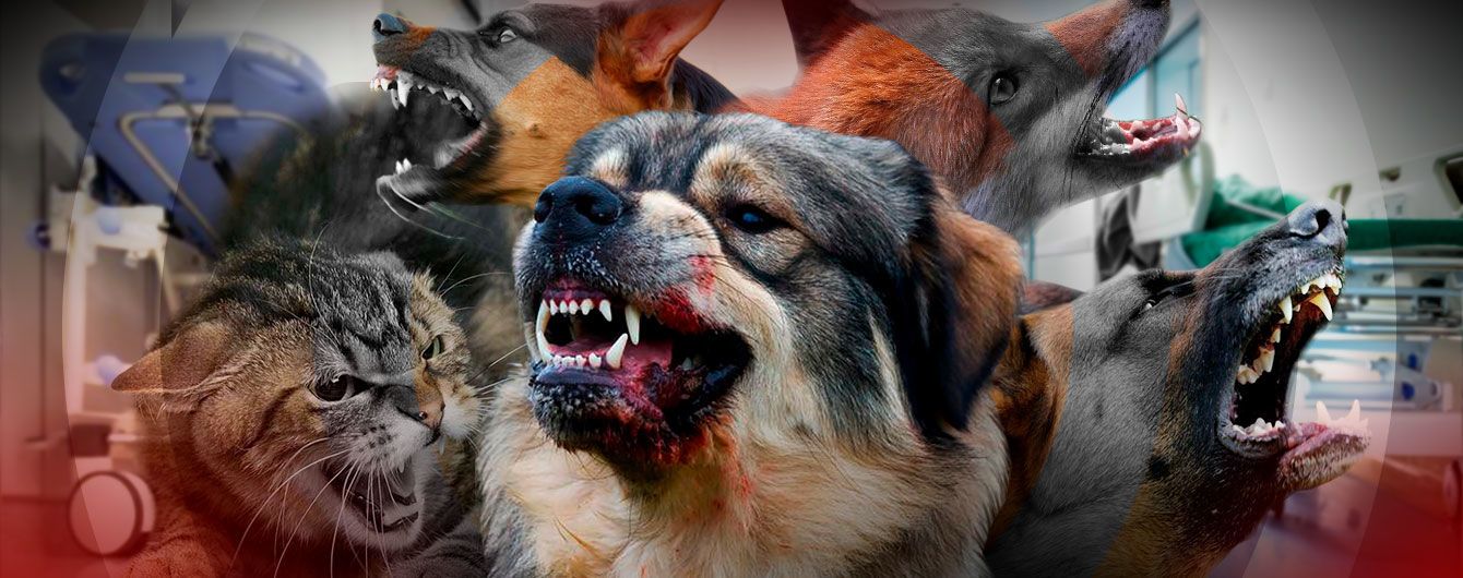 Как избежать мучительной смерти от бешенства