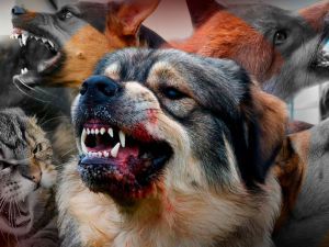 Як уникнути лютої смерті від сказу