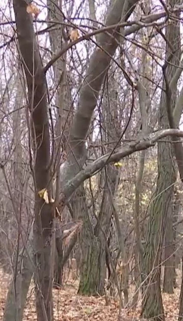 У лісосмузі на околиці Слов'янська розстріляли п'ятьох чоловіків