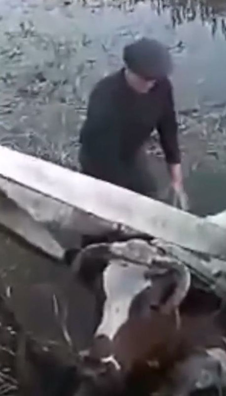 На Днепропетровщине спасли корову, которая упала с обрыва в реку