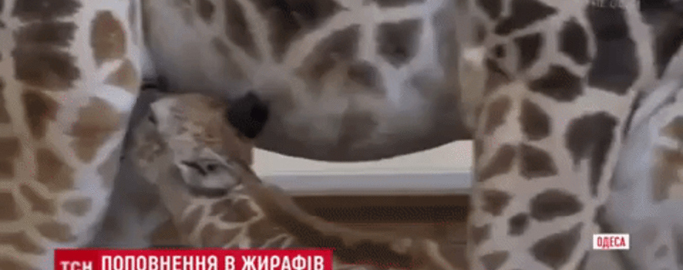 Унікальний випадок для Півдня України: в одеському біопарку народилося жирафеня