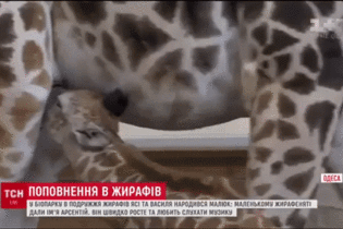 Унікальний випадок для Півдня України: в одеському біопарку народилося жирафеня