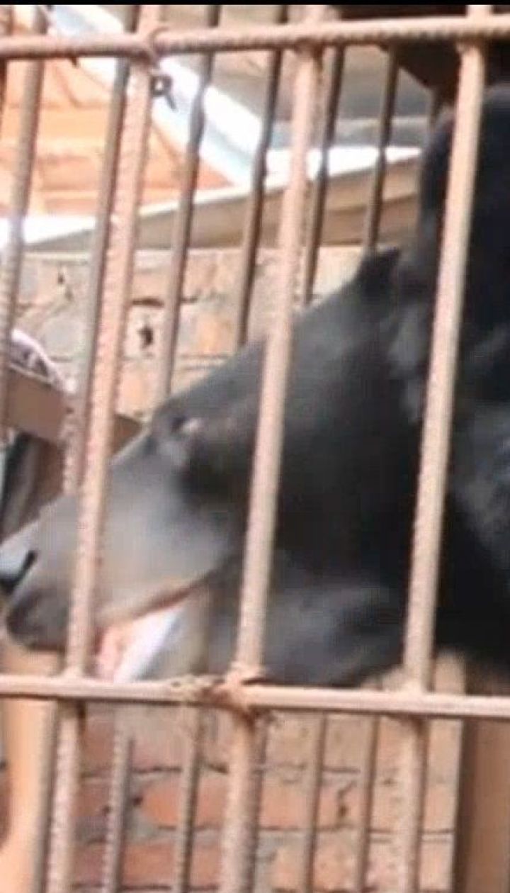 У Китаї пенсіонерка шість років тримала в себе вдома гімалайського ведмедя
