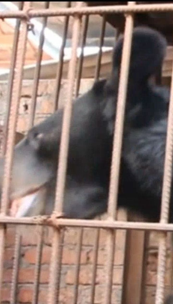 В Китае пенсионерка шесть лет держала у себя дома гималайского медведя