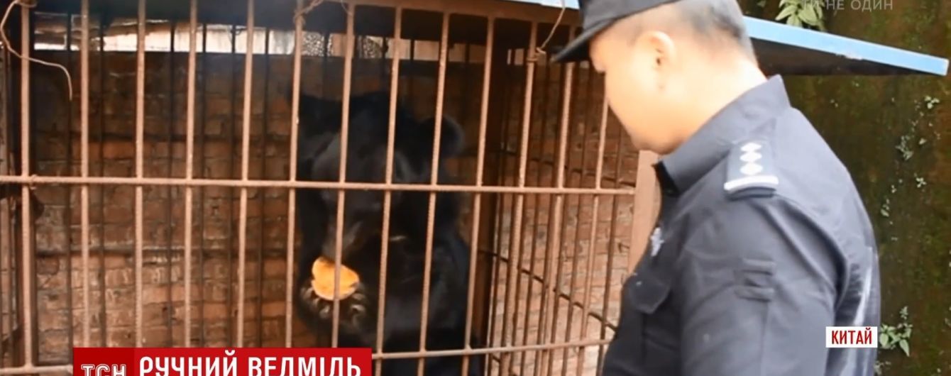 В Китае пенсионерка приручила и шесть лет досматривала громадного медведя
