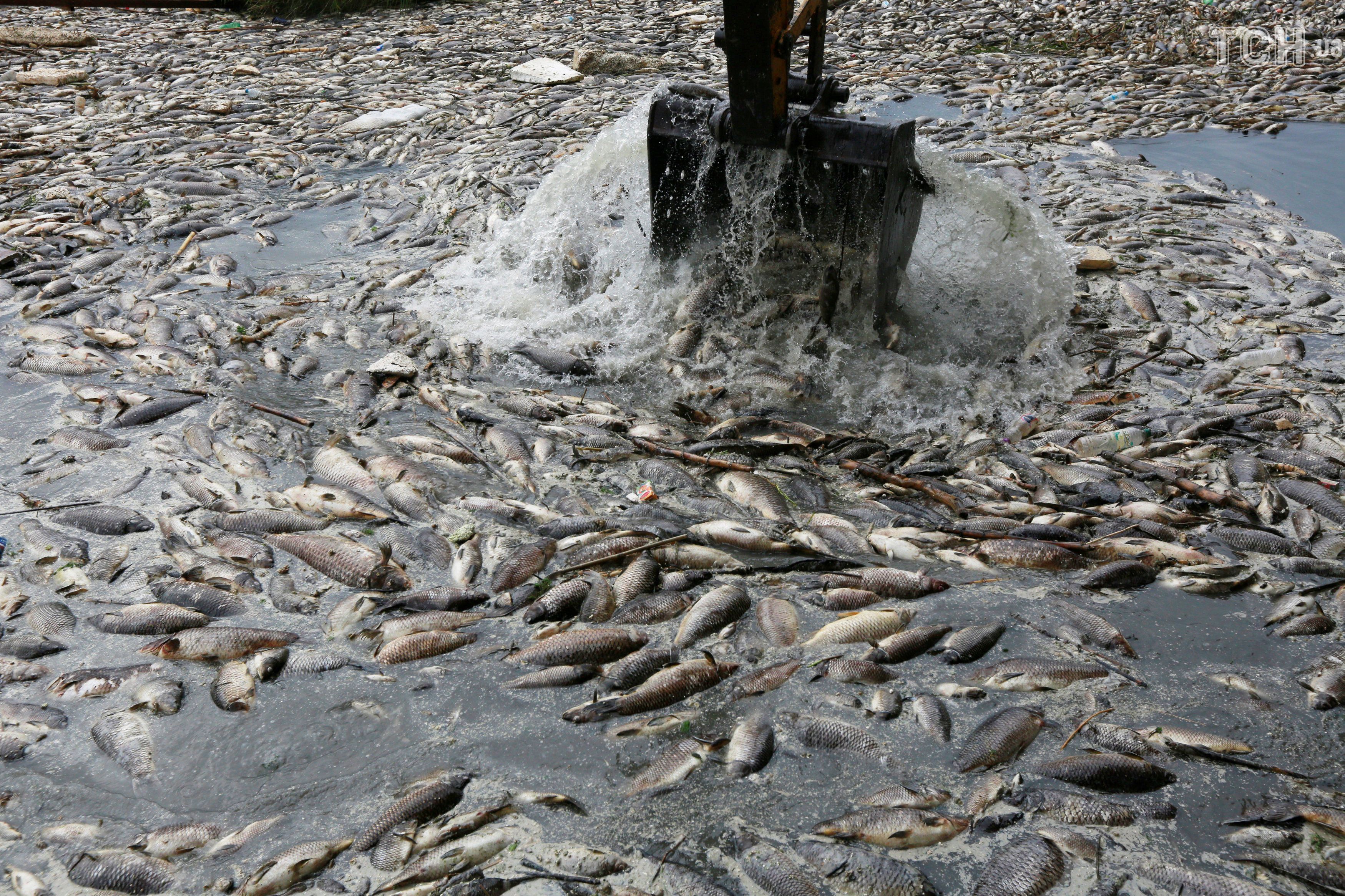 Загрязнение рек россии. Загрязнение водоемов. Загрязненные водоемы. Загрязнение водоемов для рыб. Отравленная вода.