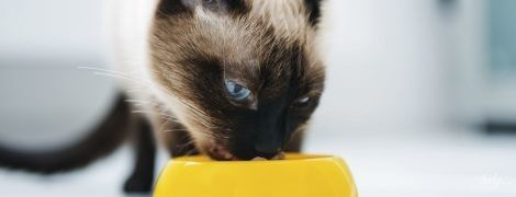 Токсоплазмоз і вагітність