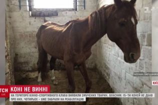 На Чернігівщині родина присвятила себе порятунку нещасних коней, лелек, собак і котів