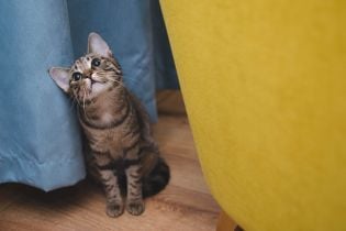 На Полтавщині чоловіка посадили до в’язниці за знущання з кота