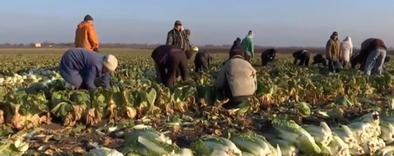 Работники фермы на Одесчине, где освободили из "рабства" 100 человек, стали на защиту своих работодателей