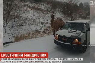 У США на засніжений дорозі помітили верблюда