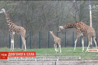 У Берліні показали новонароджене жирафеня