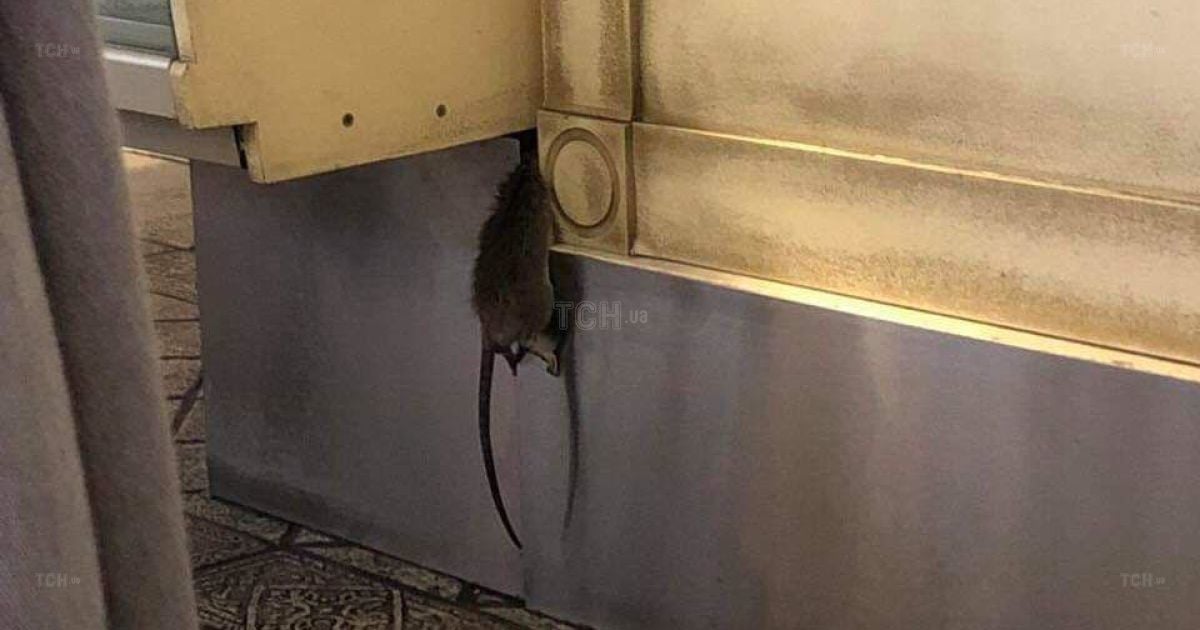 Крыса повесилась. В Киеве в пекарне посетители сфотографировали ужасную находку под прилавком