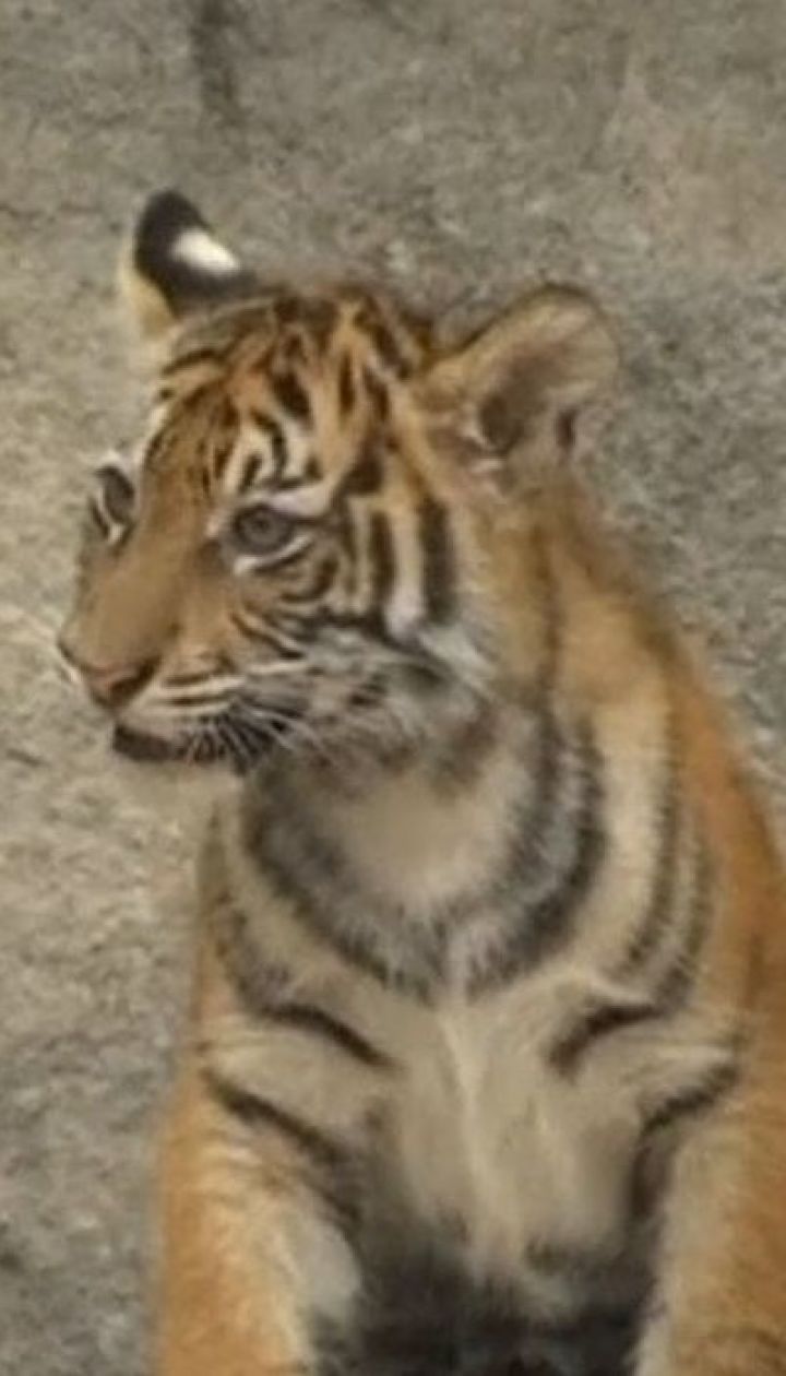   Rare Sumatran tigers were born in the Berlin Zoo 