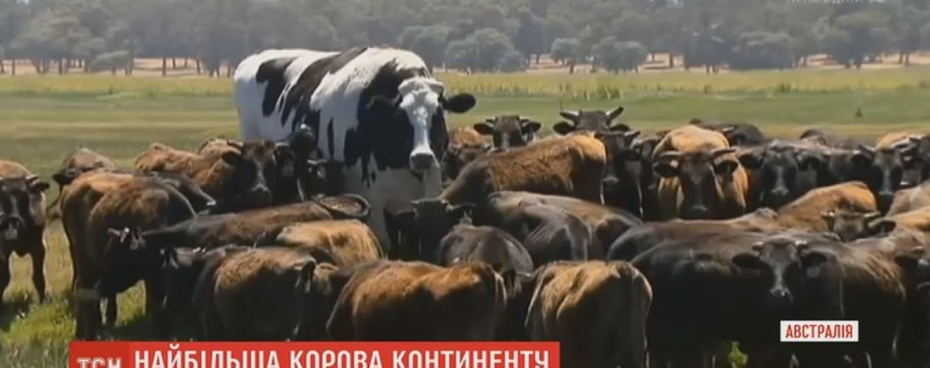 Австралійський фермер змилувався над найбільшою коровою країни