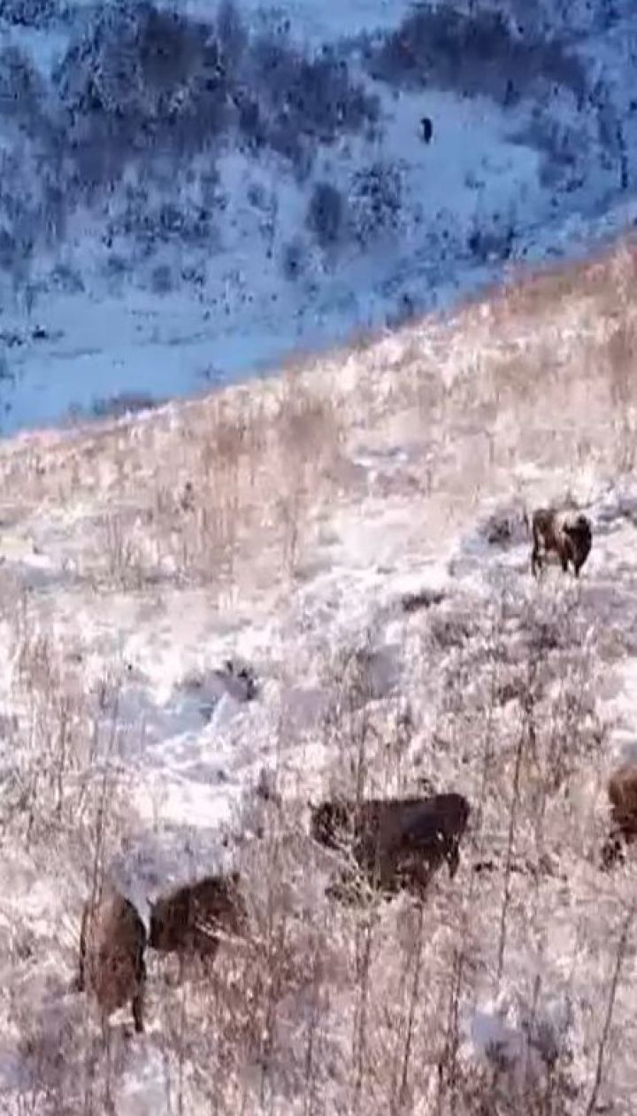 На Буковині взялися рятувати від вимирання червонокнижного зубра
