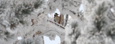 Хуртовини та до 20 см снігу, а на Заході – без опадів. Прогноз погоди на 12 грудня