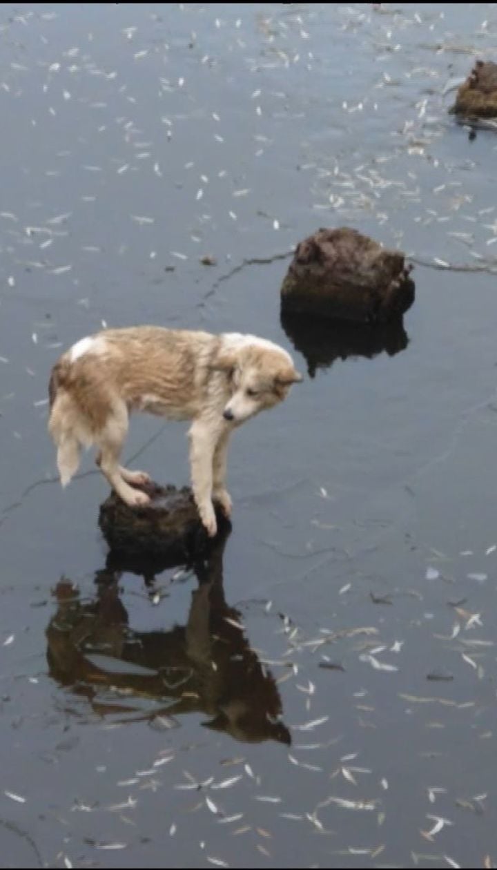   In Volhyn, rescuers released a stray dog ​​from the center of the dilapidated river 