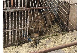Мінекології перевірить скандальний звіринець у Покровську