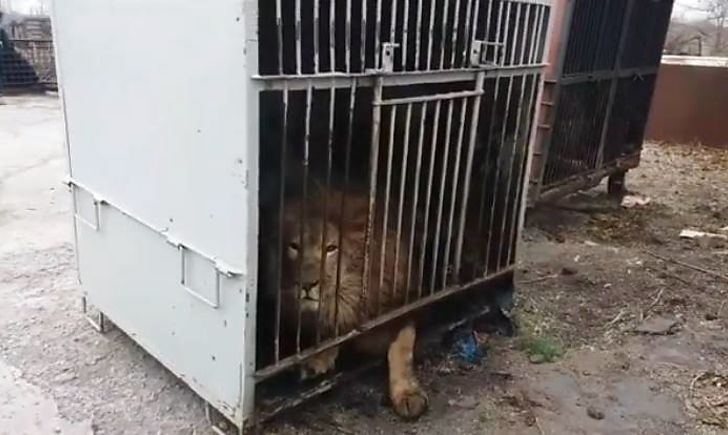 зоопарк у покровську 2