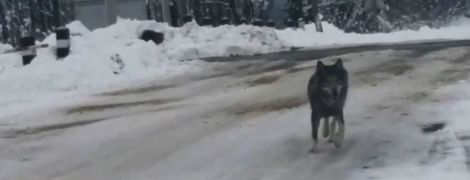 На Винниччине волки-мутанты держат в ужасе несколько сел