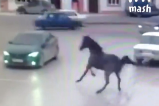 В Чечне напуганная лошадь влетела на всех порах в Toyota. Видео