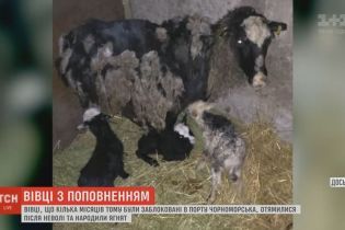 Счастливое пополнение: овцы из "фуры смерти" родили первых ягнят