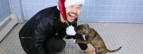 Очень откровенное декольте Деми Роуз и видео с собачками, которых удивляют фокусами. Тренды Сети
