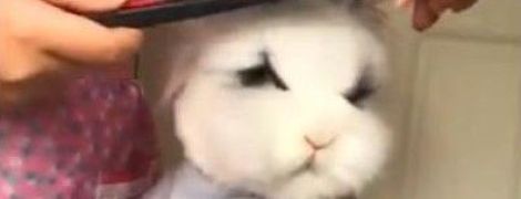 Відео із серйозним пухнастим кроликом, якого стрижуть, і зрубана на цвинтарі ялинка для дітей у Росії. Тренди Мережі