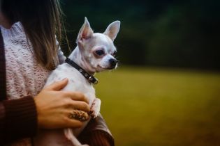 У Києві впровадили реєстрацію хатніх тварин: чотирилапих фотографують та дають жетон