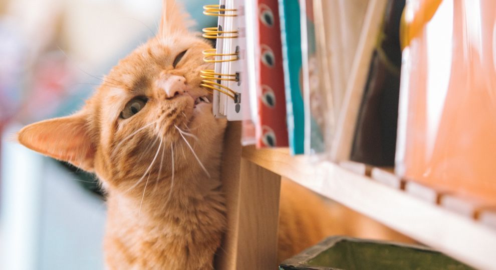 Триллер по пьесе Шекспира, биография Черчилля и история комиксов: лучшие книги 2018 года