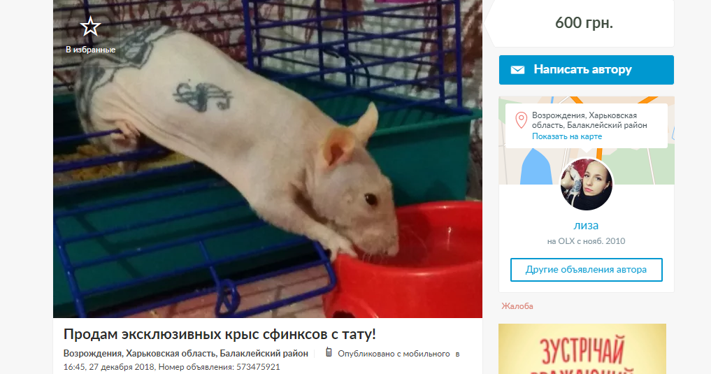 Криса з тату_1