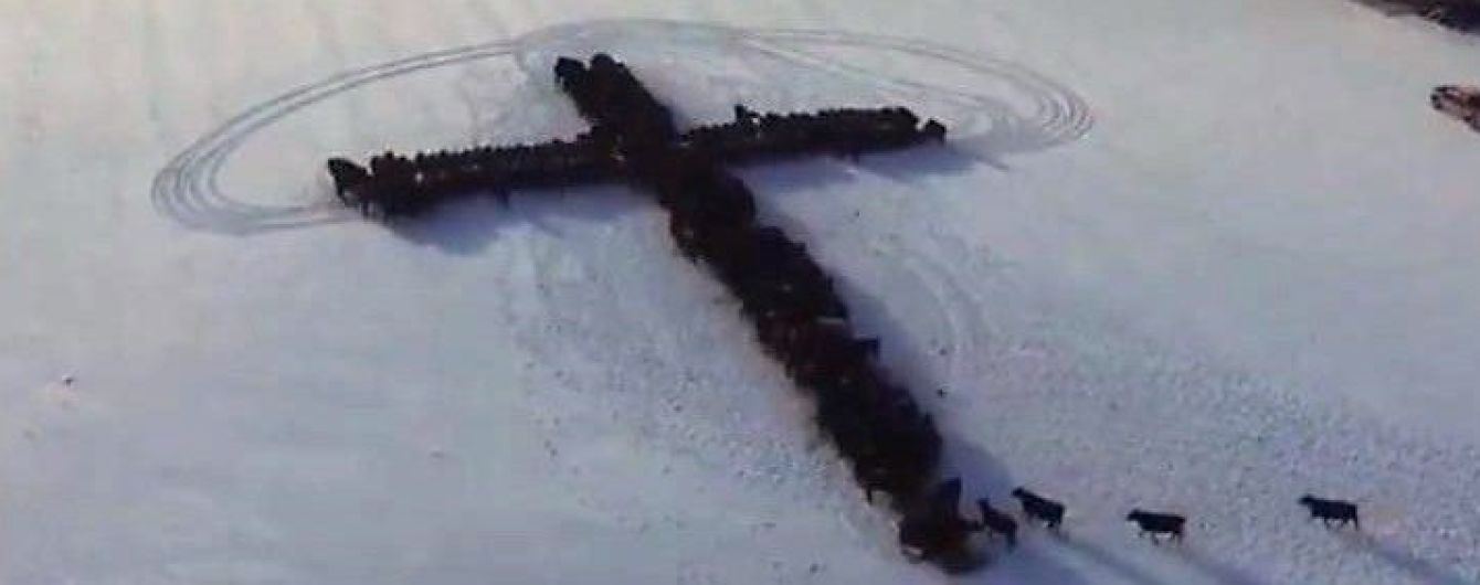 Мережу вразило відео із коровами, які сходяться у великий хрест на полі у США