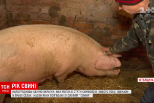 Рік свині: як ТСН шукала найкращий символ 2019