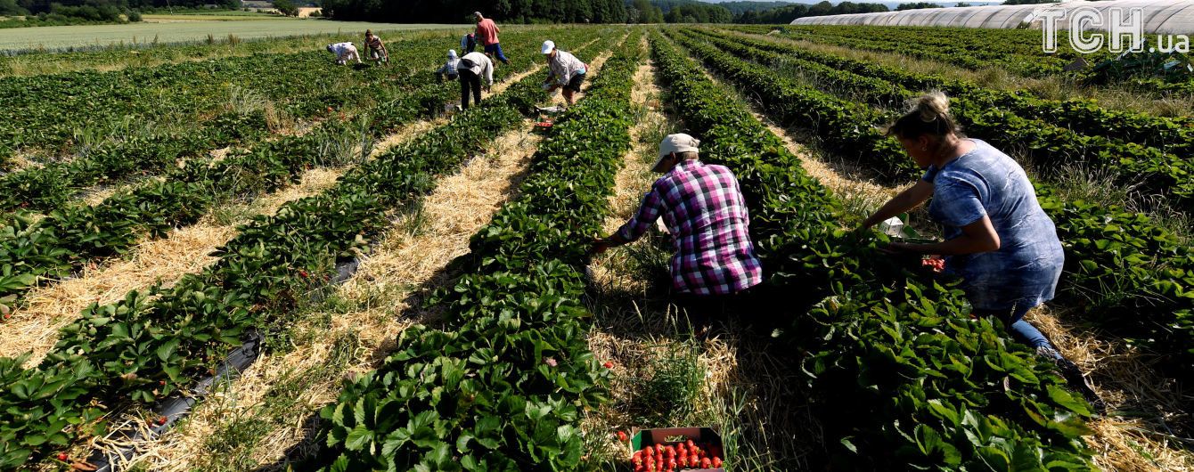 Больше половины украинских заробитчан могут выехать из Польши – Rzeczpospolita