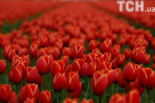 Вооруженные мужчины на иномарке отобрали ящик тюльпанов у цветочника в Кропивницком