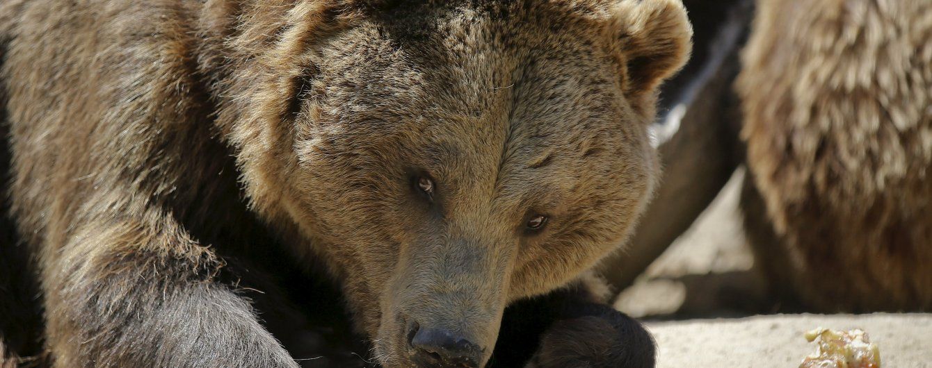 У Фінляндії ведмідь зірвав навчання трьох тисяч військових