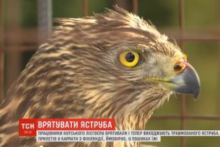 На Прикарпатті лісники врятували травмованого яструба, який прилетів з Фінляндії