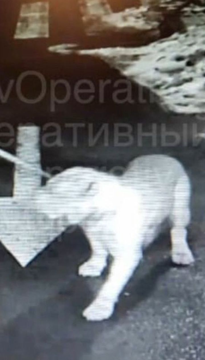 Столичний суд обрав запобіжний захід колишньому боксеру Петру Очеретяному