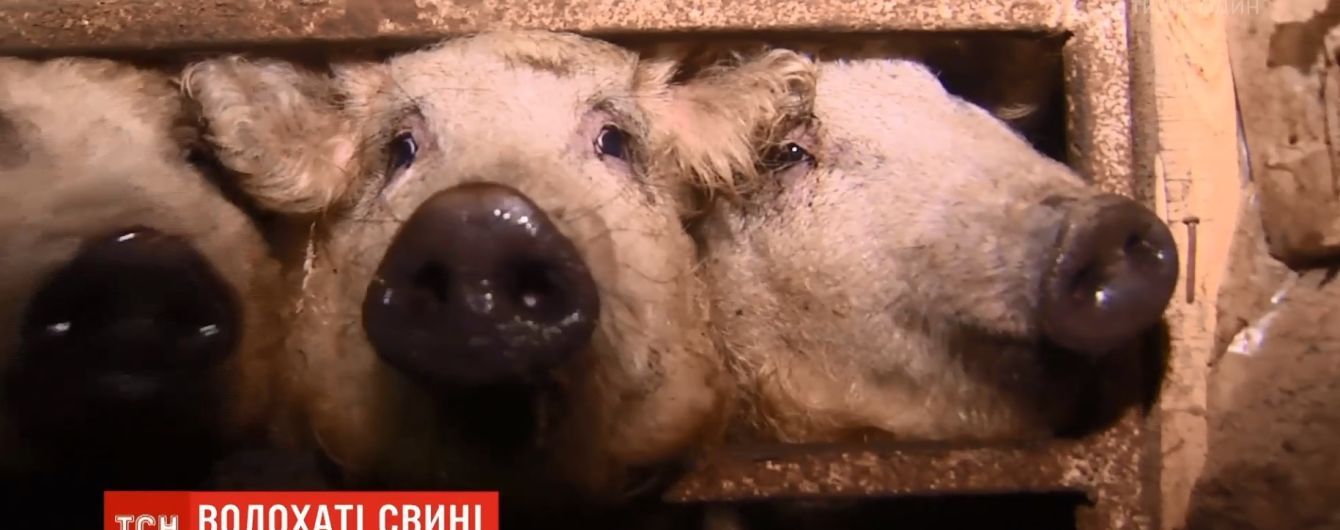 В Украине возникла мода на разведение мохнатых "баранообразных" свиней