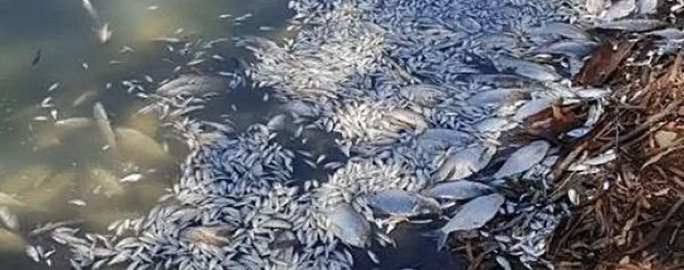 Відео масової загибелі риби в Австралії сколихнуло Мережу. Місцеві звинувачують владу
