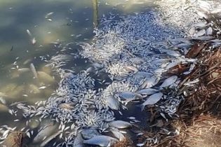 Відео масової загибелі риби в Австралії сколихнуло Мережу. Місцеві звинувачують владу
