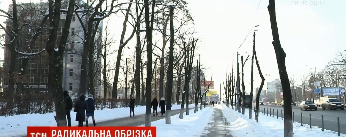 В Киеве одобрили мораторий на обрезку деревьев