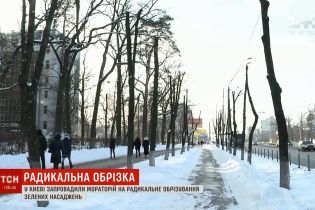 В Киеве одобрили мораторий на обрезку деревьев
