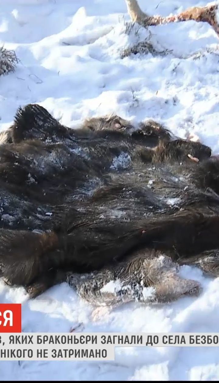 На Черниговщине браконьеры убили лося